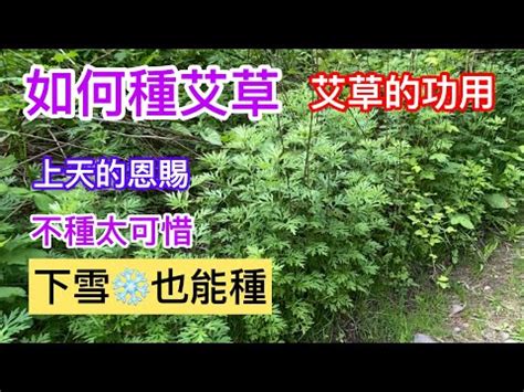 艾草風水|【種艾草風水】艾草風水好處 